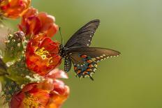 Arizona, Sonoran Desert. Pipevine Swallowtail Butterfly on Blossom-Cathy & Gordon Illg-Photographic Print