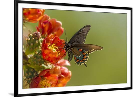 Framed Photographic Print, , large