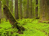 Forest Floor, Humboldt Redwood National Park, California, USA-Cathy & Gordon Illg-Framed Photographic Print