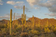 USA, Arizona, Saguaro National Park. Desert Landscape-Cathy & Gordon Illg-Photographic Print