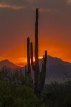 USA, Arizona, Saguaro National Park. Desert Landscape-Cathy & Gordon Illg-Photographic Print