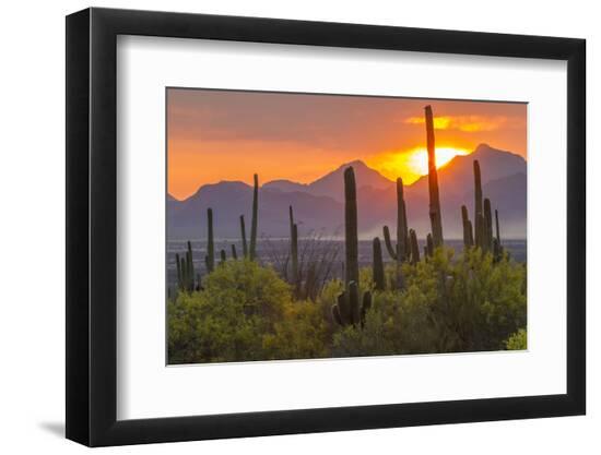 Premium Photographic Print, , large