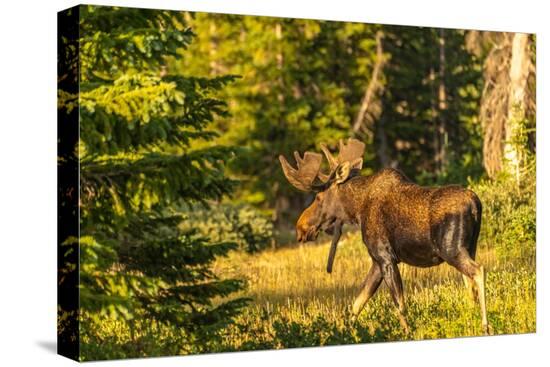 Stretched Canvas Print, , large