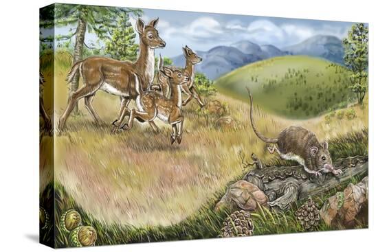 Stretched Canvas Print, , large