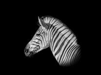 A Monochrome Side Profile Head Portrait of a Burchell's Zebra-Cathy Withers-Clarke-Framed Stretched Canvas
