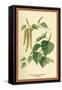 Catkin and Leaves of the Birch-W.h.j. Boot-Framed Stretched Canvas