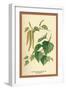 Catkin and Leaves of the Birch-W.h.j. Boot-Framed Art Print