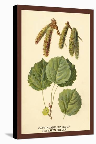 Catkins and Leaves of the Aspen Poplar-W.h.j. Boot-Stretched Canvas