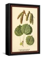Catkins and Leaves of the Aspen Poplar-W.h.j. Boot-Framed Stretched Canvas