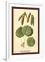 Catkins and Leaves of the Aspen Poplar-W.h.j. Boot-Framed Art Print