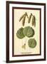 Catkins and Leaves of the Aspen Poplar-W.h.j. Boot-Framed Art Print