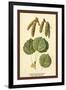 Catkins and Leaves of the Aspen Poplar-W.h.j. Boot-Framed Art Print