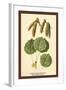 Catkins and Leaves of the Aspen Poplar-W.h.j. Boot-Framed Art Print