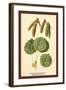 Catkins and Leaves of the Aspen Poplar-W.h.j. Boot-Framed Art Print