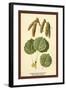 Catkins and Leaves of the Aspen Poplar-W.h.j. Boot-Framed Art Print