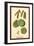 Catkins and Leaves of the Aspen Poplar-W.h.j. Boot-Framed Art Print