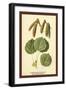 Catkins and Leaves of the Aspen Poplar-W.h.j. Boot-Framed Art Print