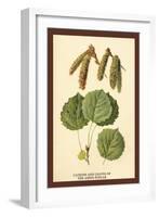 Catkins and Leaves of the Aspen Poplar-W.h.j. Boot-Framed Art Print