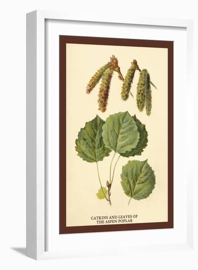 Catkins and Leaves of the Aspen Poplar-W.h.j. Boot-Framed Art Print