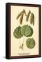 Catkins and Leaves of the Aspen Poplar-W.h.j. Boot-Framed Stretched Canvas