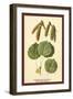 Catkins and Leaves of the Aspen Poplar-W.h.j. Boot-Framed Art Print