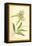 Catkins and Leaves of the Willow-W.h.j. Boot-Framed Stretched Canvas