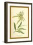 Catkins and Leaves of the Willow-W.h.j. Boot-Framed Art Print