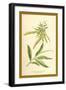 Catkins and Leaves of the Willow-W.h.j. Boot-Framed Art Print