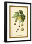 Catkins of the Planes-W.h.j. Boot-Framed Art Print