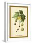 Catkins of the Planes-W.h.j. Boot-Framed Art Print