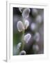 Catkins, Sallow, Salix caprea, close up-Michael Jaeschke-Framed Photographic Print