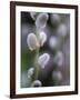 Catkins, Sallow, Salix caprea, close up-Michael Jaeschke-Framed Photographic Print