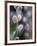 Catkins, Sallow, Salix caprea, close up-Michael Jaeschke-Framed Photographic Print