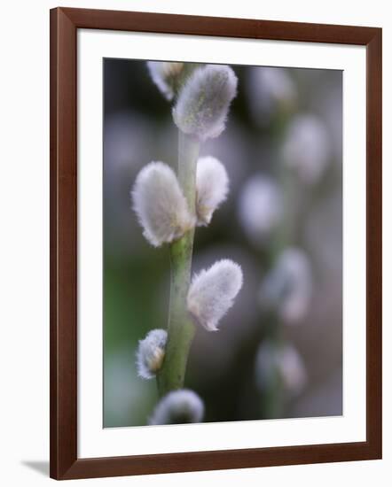 Catkins, Sallow, Salix caprea, close up-Michael Jaeschke-Framed Photographic Print