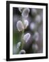 Catkins, Sallow, Salix caprea, close up-Michael Jaeschke-Framed Photographic Print