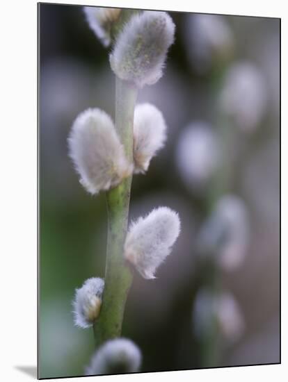 Catkins, Sallow, Salix caprea, close up-Michael Jaeschke-Mounted Photographic Print