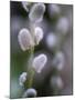 Catkins, Sallow, Salix caprea, close up-Michael Jaeschke-Mounted Photographic Print