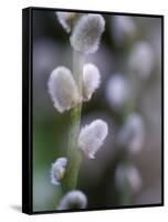 Catkins, Sallow, Salix caprea, close up-Michael Jaeschke-Framed Stretched Canvas