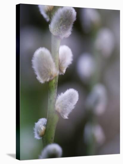 Catkins, Sallow, Salix caprea, close up-Michael Jaeschke-Stretched Canvas