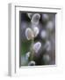 Catkins, Sallow, Salix caprea, close up-Michael Jaeschke-Framed Photographic Print