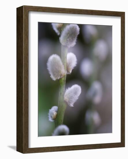 Catkins, Sallow, Salix caprea, close up-Michael Jaeschke-Framed Photographic Print