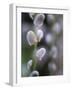 Catkins, Sallow, Salix caprea, close up-Michael Jaeschke-Framed Photographic Print