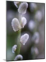 Catkins, Sallow, Salix caprea, close up-Michael Jaeschke-Mounted Photographic Print