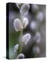 Catkins, Sallow, Salix caprea, close up-Michael Jaeschke-Stretched Canvas