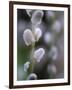 Catkins, Sallow, Salix caprea, close up-Michael Jaeschke-Framed Photographic Print