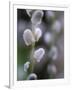 Catkins, Sallow, Salix caprea, close up-Michael Jaeschke-Framed Photographic Print