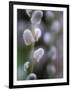 Catkins, Sallow, Salix caprea, close up-Michael Jaeschke-Framed Photographic Print