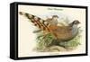 Catreus Wallachi - Cheer Pheasant-John Gould-Framed Stretched Canvas