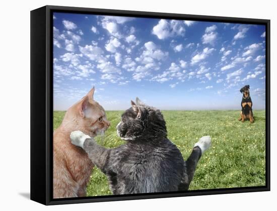 Cats and dogs-Bryan Allen-Framed Stretched Canvas