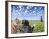 Cats and dogs-Bryan Allen-Framed Photographic Print